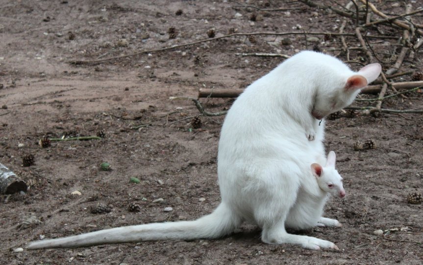 Kaiserslautern: Zoo-Diebe! – Känguru-Kind Mila spurlos&nbsp;verschwunden